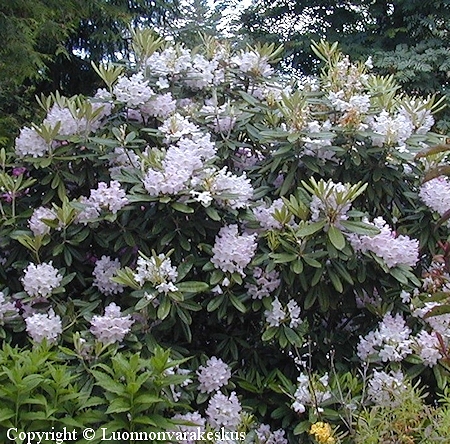 Rhododendron Tigerstedtii-Ryhm 'St Michel'